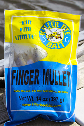 Finger mullet live bait sold by Killer Bee Bait